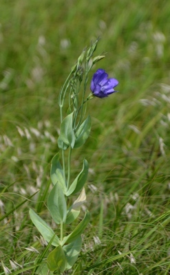 TX-bluebell-0601602016