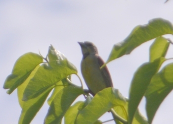 Dickcissel-m-06-16-2016