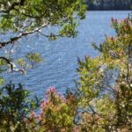 Wildflowers and Sapphire Lakes at Cradle Mountain, TAS