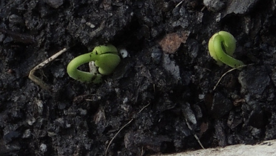 bean 4-1 - Copy