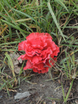 DSCN2879