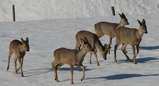 A herd of roe deer on snow. (Click for credit)