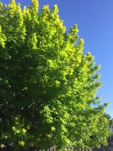 0 tree