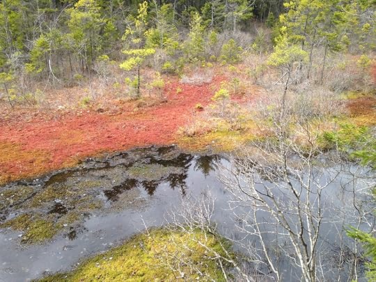 An elevated bog where I like to walk (Photo: Richard Conniff)