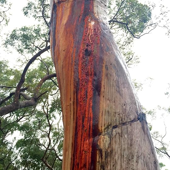 tree trunk
