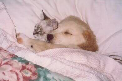 Sleeping animals photo: Sleeping Kitten-Pictures-78.jpg