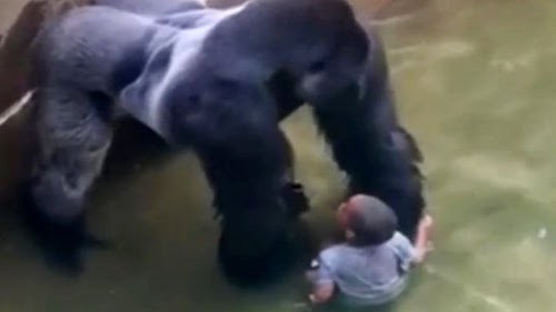 Harambe.jpg
