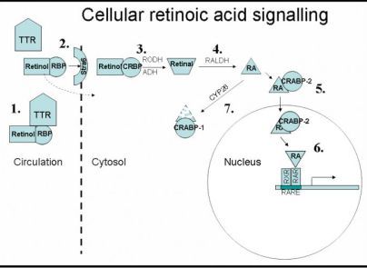 Retinoic Acid RA signalling_glyphosate_microcephaly