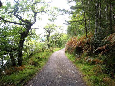 slish_wood_forest_trail_-_geograph-org-uk_-_980403