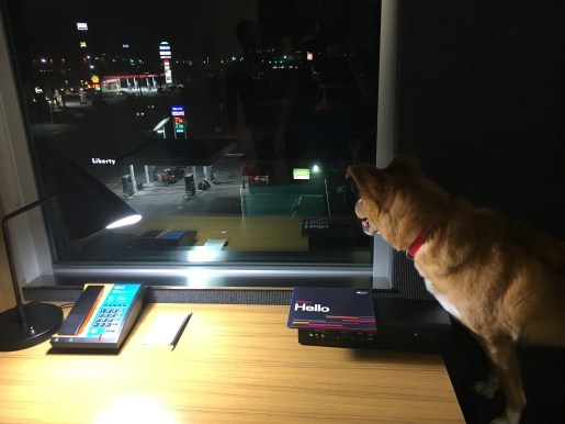 Fenwick at the Aloft hotel in Winchester, VA - he loves to look out the window!