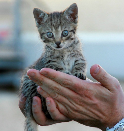 Fathers-day-kitten