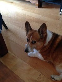 Gwen, uncharacteristically not barking