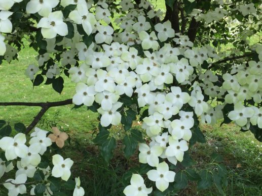 dogwood at Green Lake