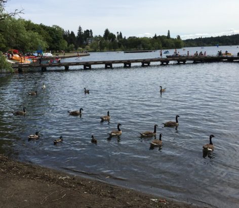 geese at Green Lake Seattle
