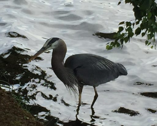 heron in Green Lakek