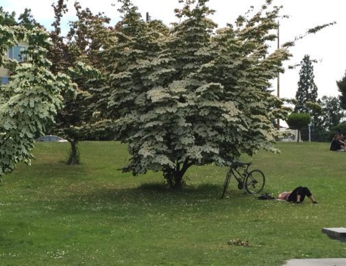 dogwoods at Green Lake