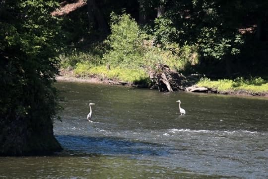 Some herons in the Mohawk near Peebles Island.