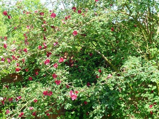 Rosa moyseii geranium