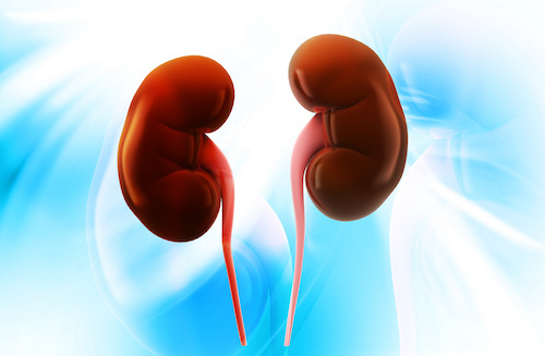 Kidneys.jpeg