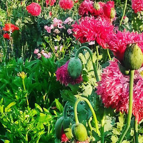 Poppies and more poppies