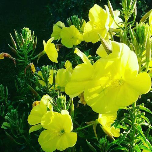 Evening primrose in the dew