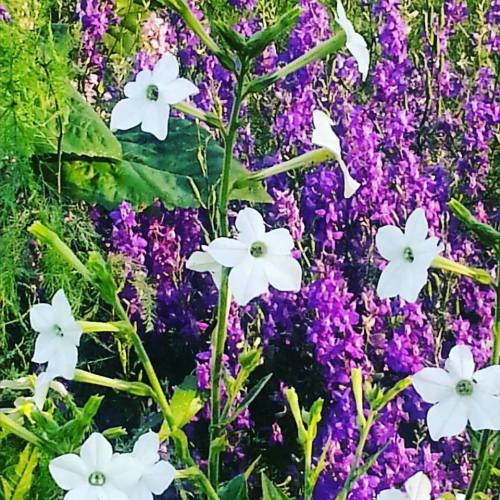 Nicotiana with larkspur