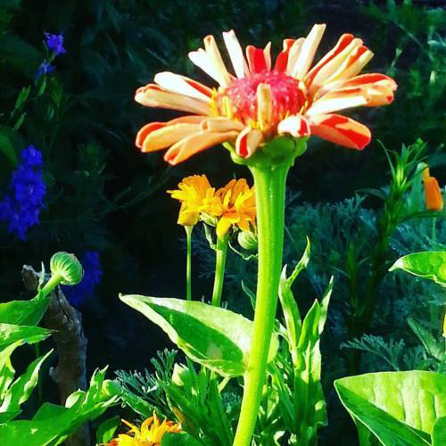 Zinnia in June Garden