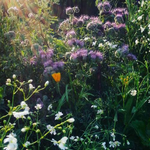 Phacelia with annual baby's breath