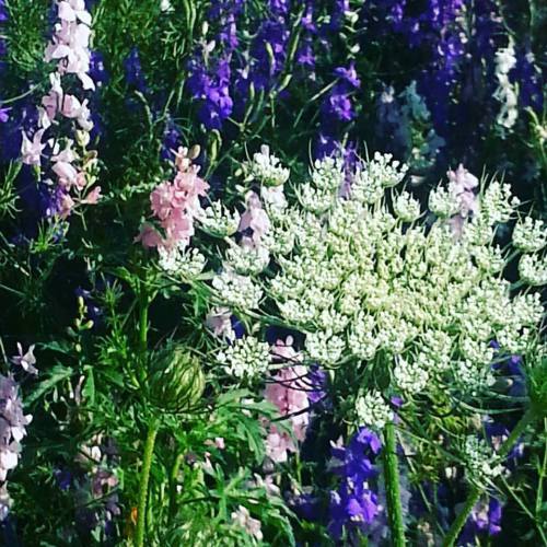 Queen Anne's Lace and larkspur