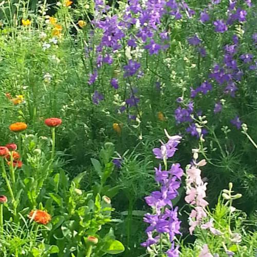Larkspur and calendula