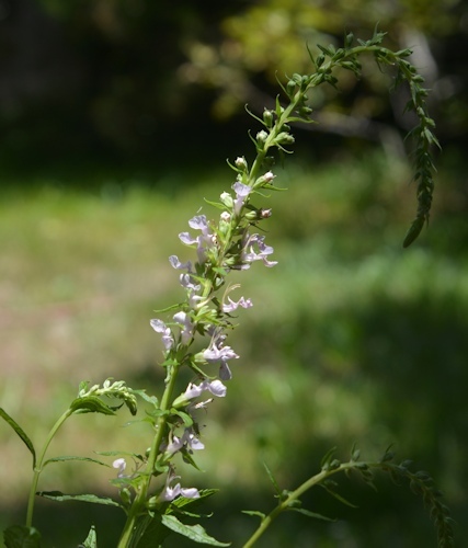 lg-resize-Mystery-plant-drooping