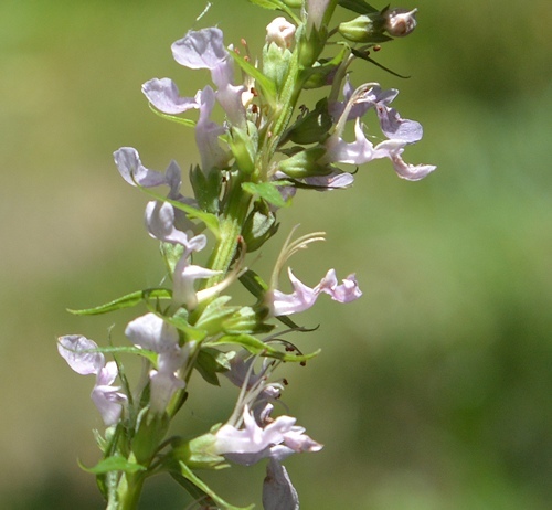 lg-resize_Mystery-plant-6-18-flower-detail
