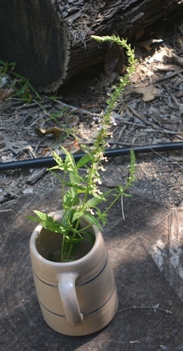 lg-resize_Mystery-plant-6-19-rehydrated