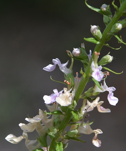 lg-resize_Mystery-plant-6-19-flower-detail