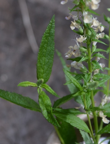 lg-resize_Mystery-plant-6-19-leave