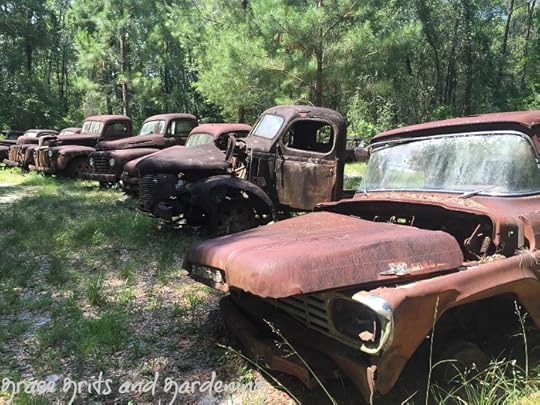 rusted Ford truck collection, Florida