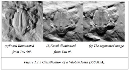 trilobite