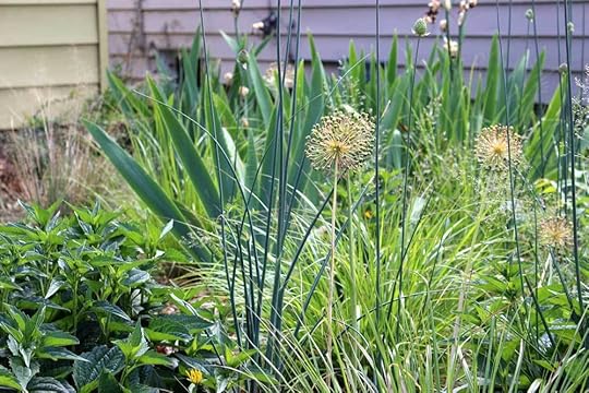 Front-grasses