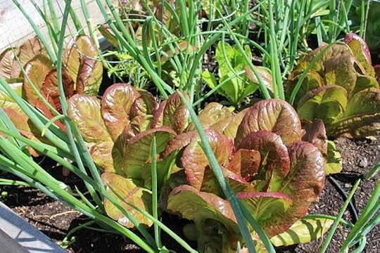 companion-lettuce-onions