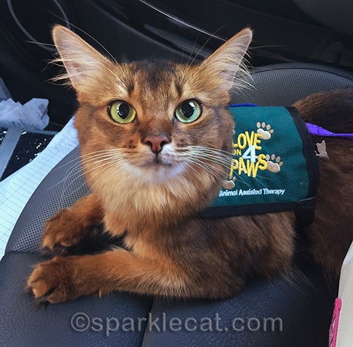 somali cat ready for her therapy cat visit