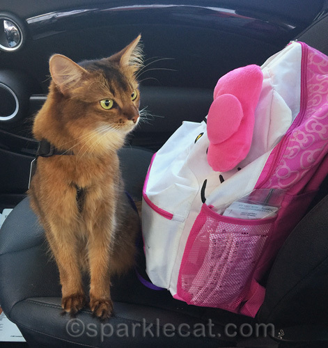 Somali cat with therapy cat backpack