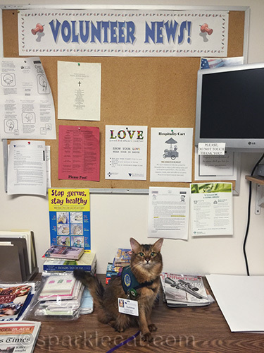 somali cat in front of bulletin board of hospital volunteer room
