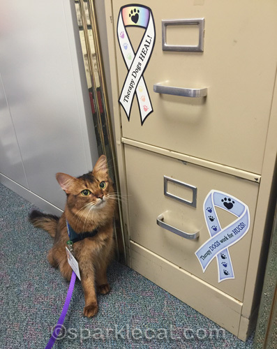 somali cat by file cabinet with therapy pet supplies