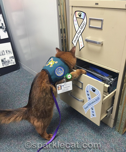 Somali cat looking in Love on 4 Paws file cabinet
