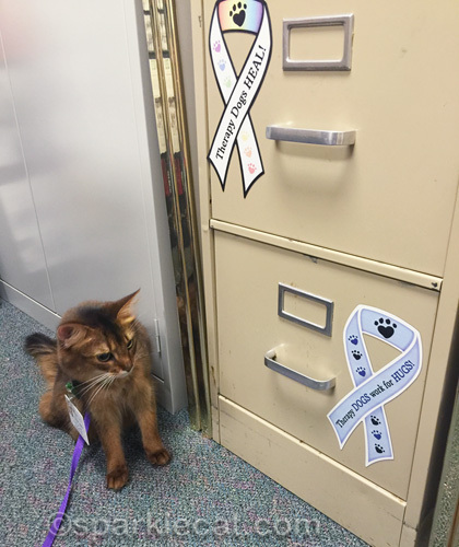 somali cat looking at therapy dog stickers on file cabinet
