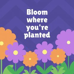 bloom