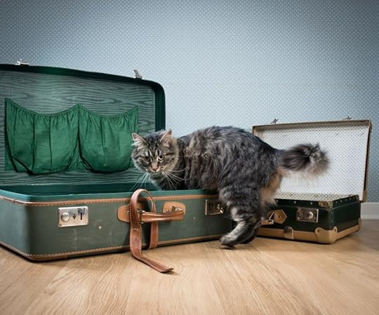 Beautiful cat exploring an old open suitcase on hardwood floor.