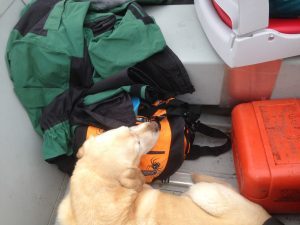 Jada napping on the long ride to the river.