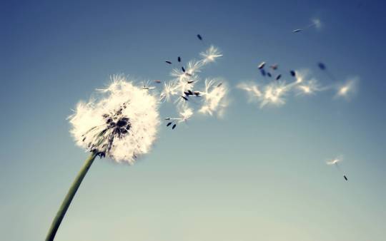 flowers-1680-1050-wallpaper