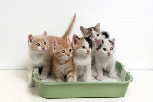 litter-box